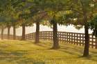 Black fences on horse farm at sunrise on foggy morning, Oldham County, Kentucky Art Print